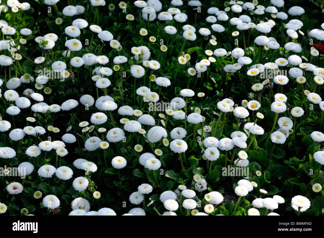 white Bellis Perennis AGM pomponette flower bloom blossom bed Stock Photo