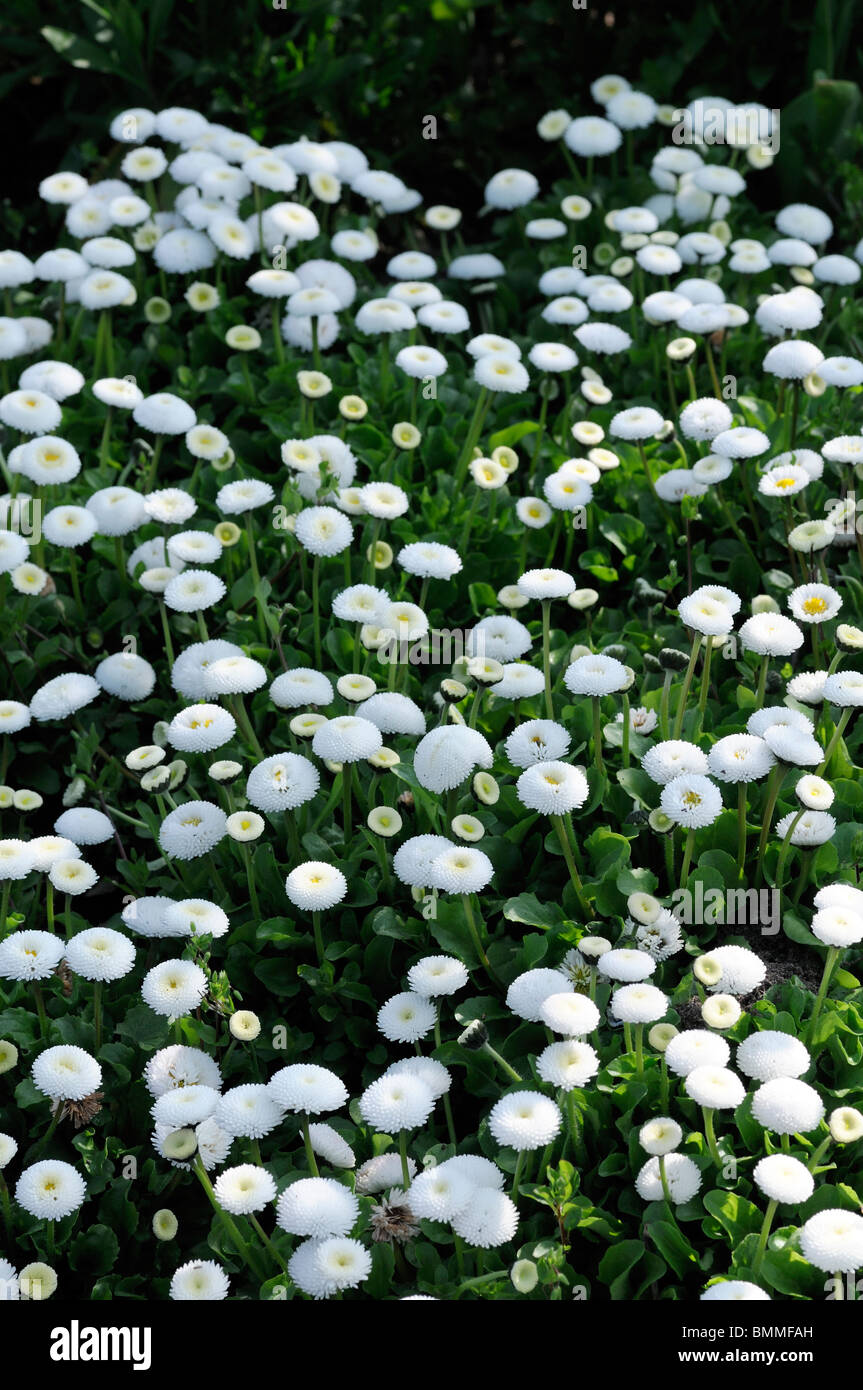 white Bellis Perennis AGM pomponette flower bloom blossom bed Stock Photo