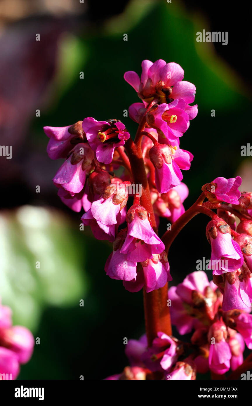 Bergenia red beauty Pink flowers of Elephant's ears close-up macro bloom blossom spring early summer Stock Photo