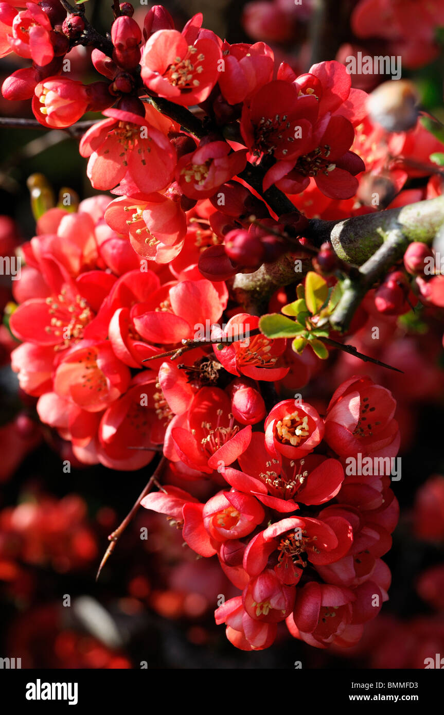 Flowering quince Chaenomeles speciosa baltzil cultivar hardy shrub red flowers spring flower bloom blossom Stock Photo