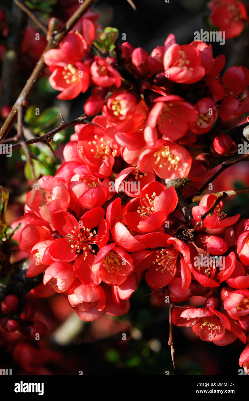Flowering quince Chaenomeles speciosa cardinalis cultivar hardy shrub red flowers spring flower bloom blossom Stock Photo