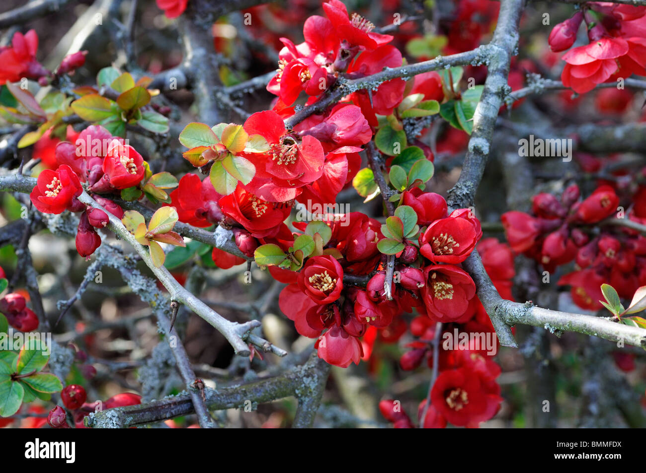 Flowering quince Chaenomeles speciosa etna cultivar hardy shrub red flowers spring flower bloom blossom Stock Photo