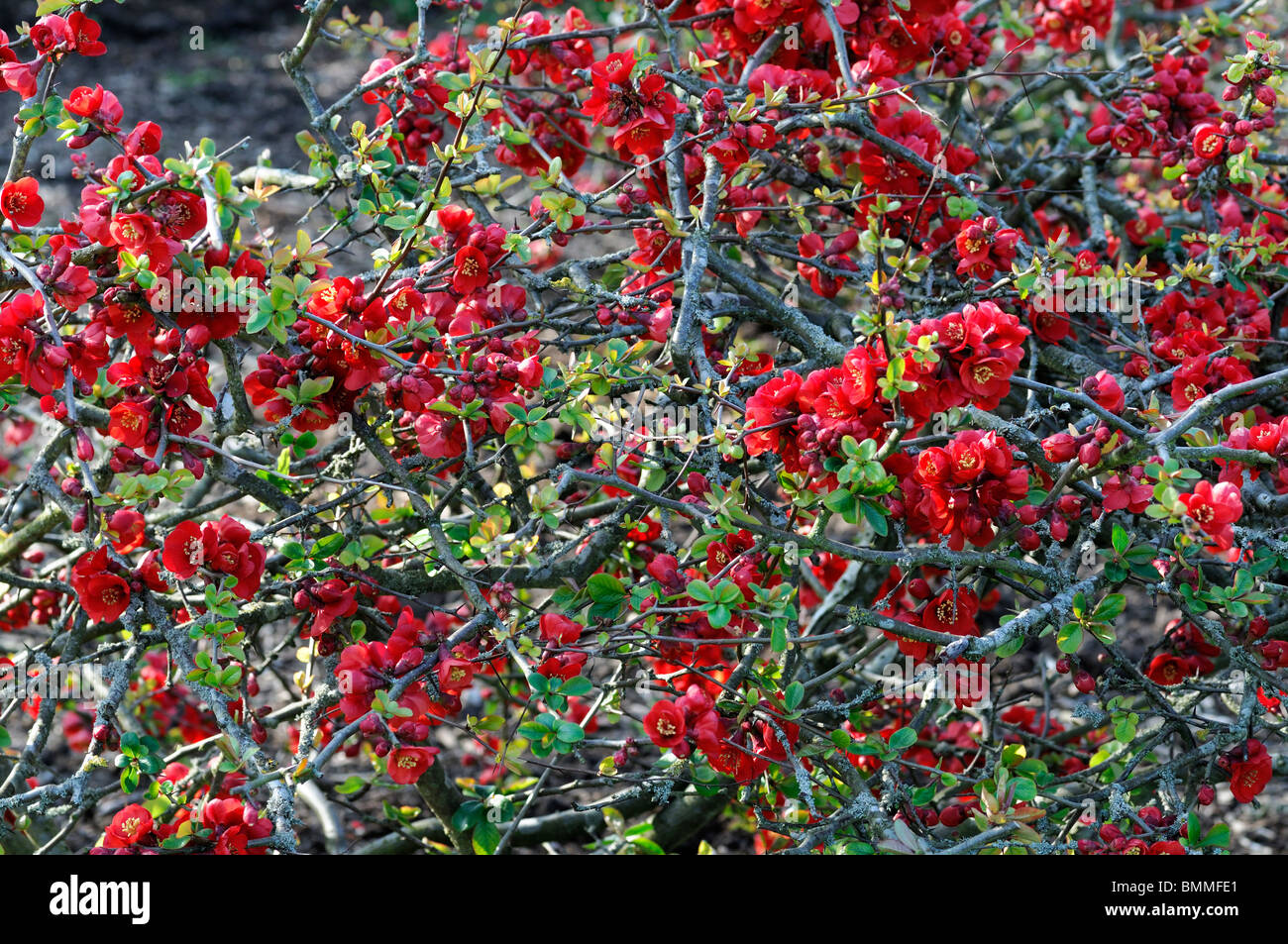 Flowering quince Chaenomeles speciosa etna cultivar hardy shrub red flowers spring flower bloom blossom Stock Photo