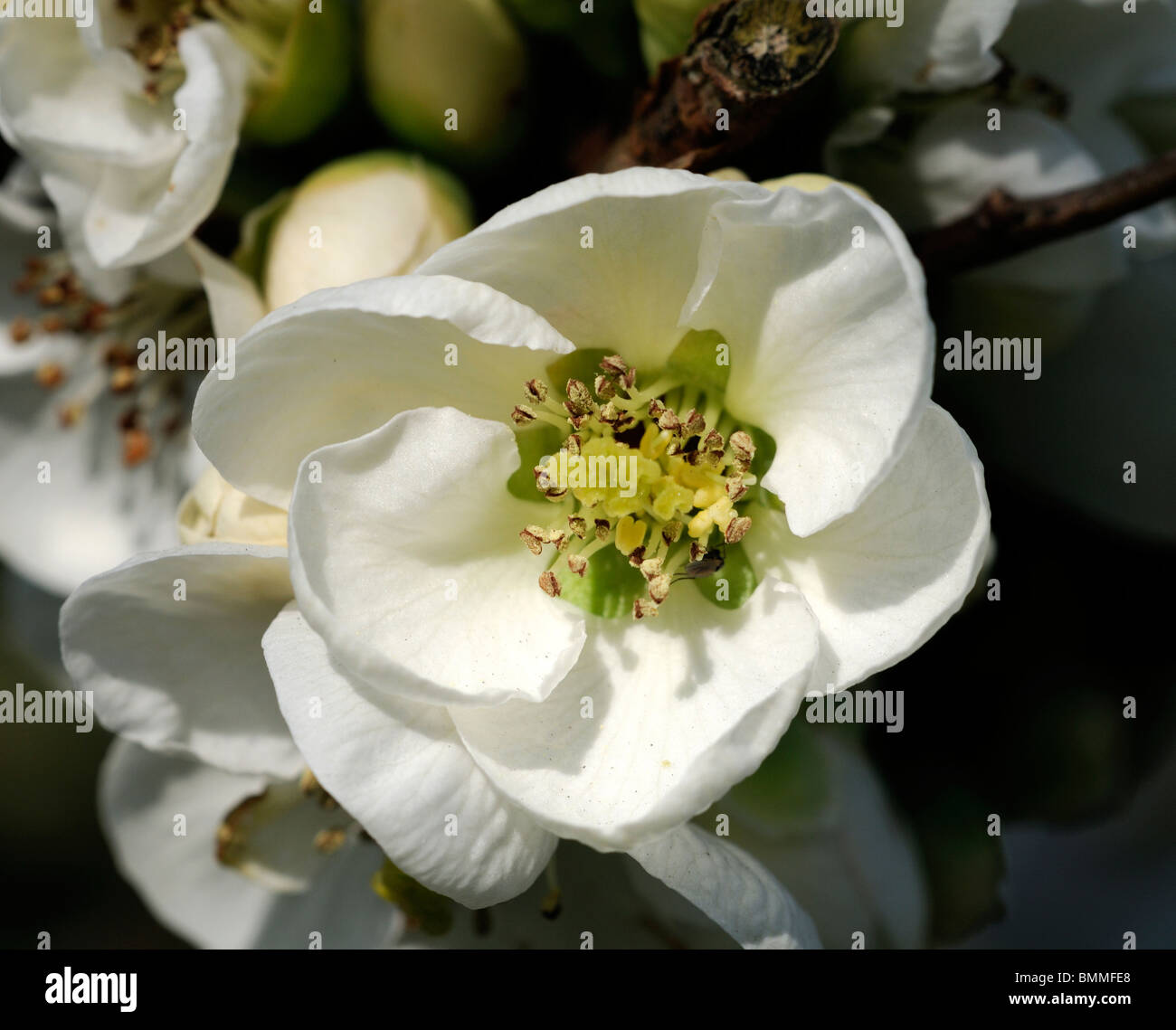 Flowering quince Chaenomeles  speciosa nivalis cultivar hardy shrub white flowers spring flower bloom blossom Stock Photo