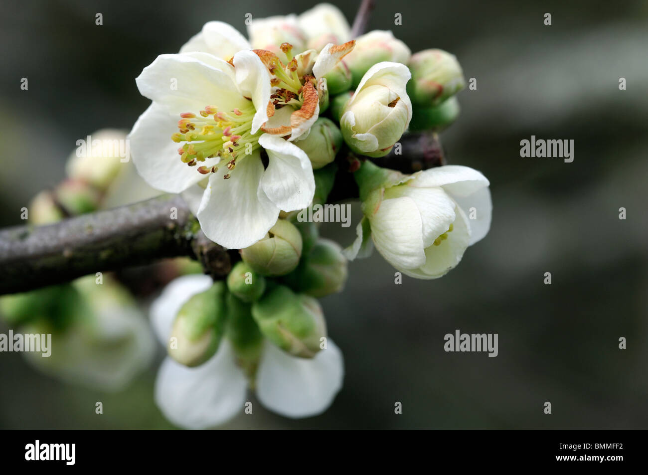 Flowering quince Chaenomeles speciosa etna cultivar hardy shrub white flowers spring flower bloom blossom Stock Photo