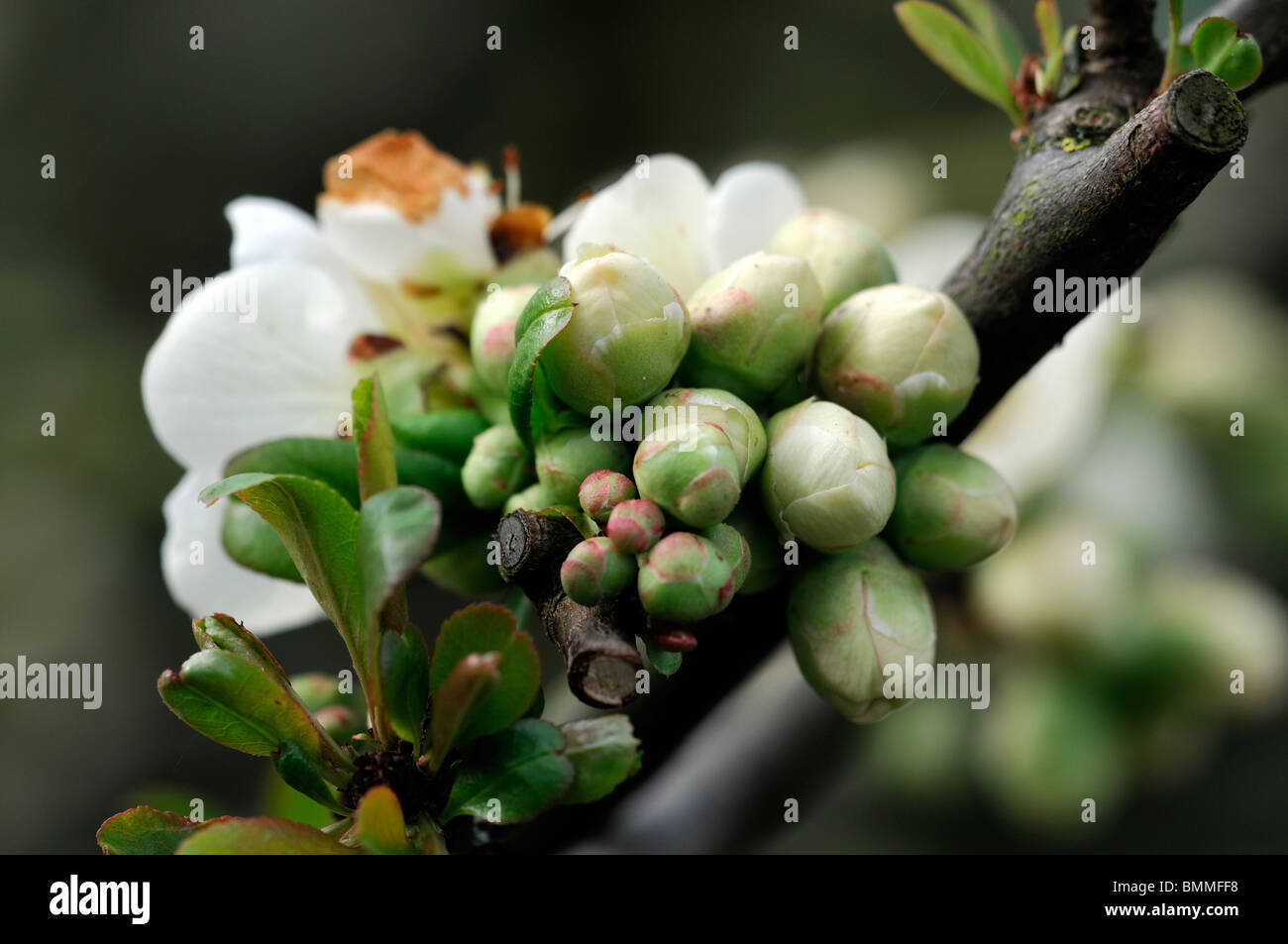 Flowering quince Chaenomeles speciosa nivalis cultivar hardy shrub white flowers spring flower bloom blossom Stock Photo