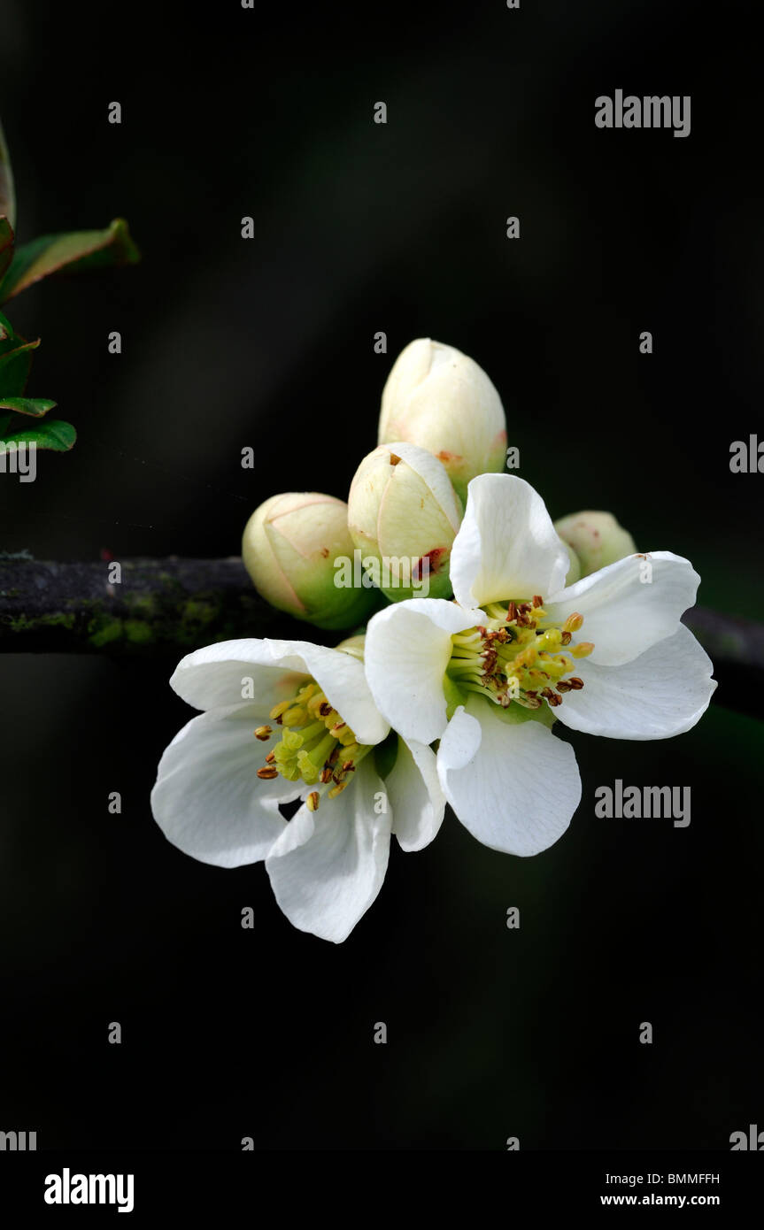 Flowering quince Chaenomeles speciosa nivalis cultivar hardy shrub white flowers spring flower bloom blossom Stock Photo