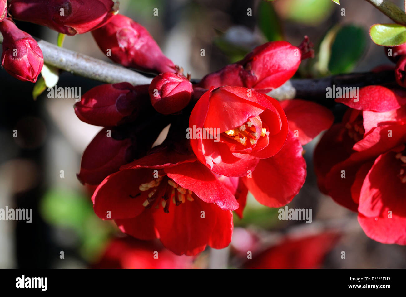 Flowering quince Chaenomeles x superba cultivar hardy shrub red flowers spring flower bloom blossom Stock Photo