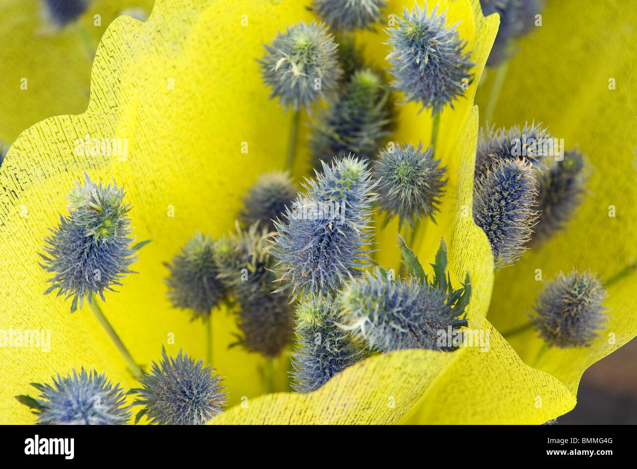 decorative thistle flowers in yellow gift wrap Stock Photo Alamy