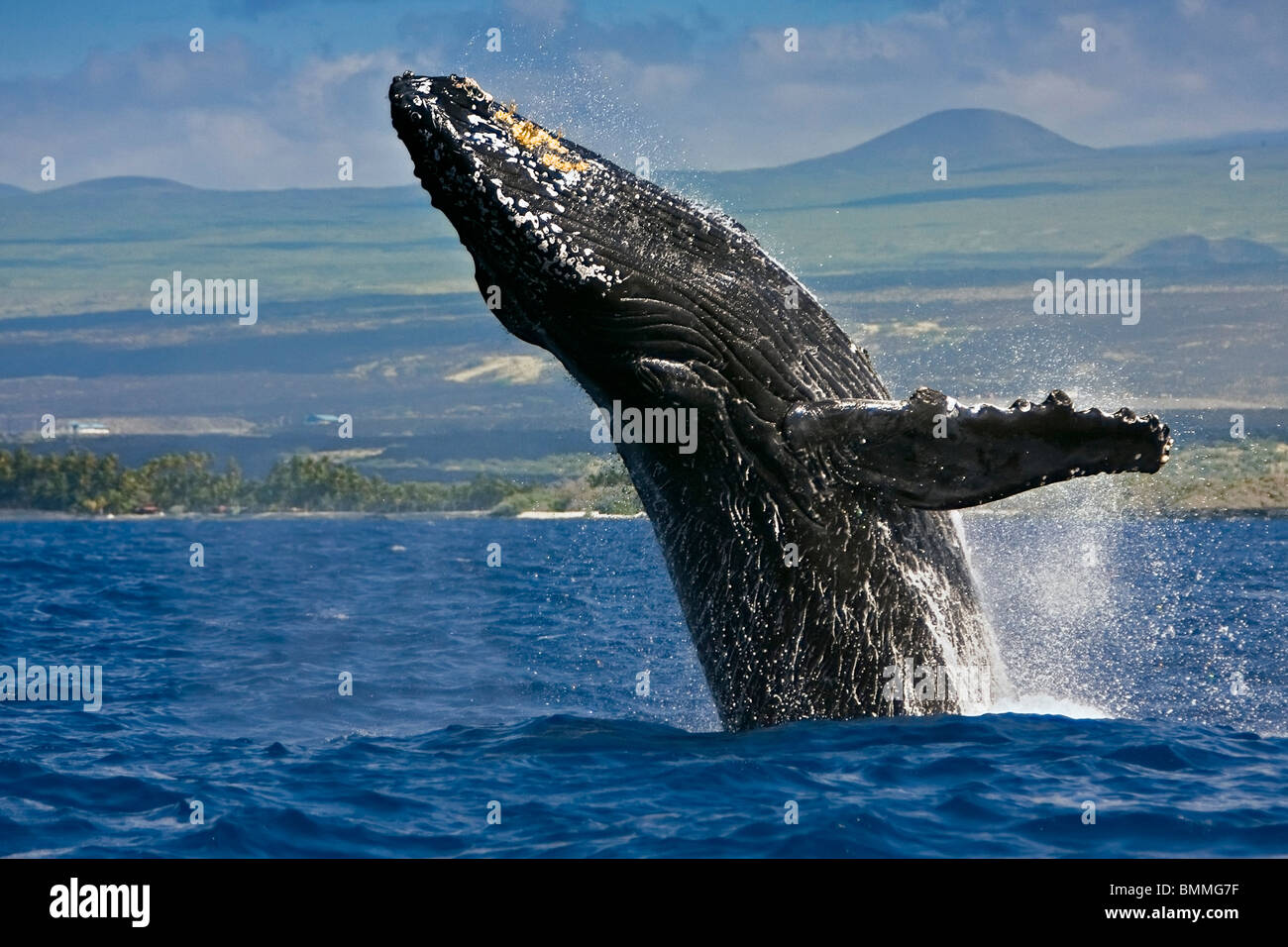 Hawaiian spinner dolphin, Stenella longirostris longirostris, tail walking, Kona, Hawaii Stock Photo