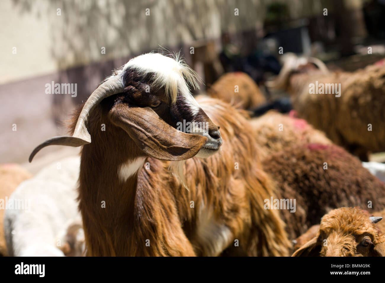 Goats in Egypt Stock Photo Alamy