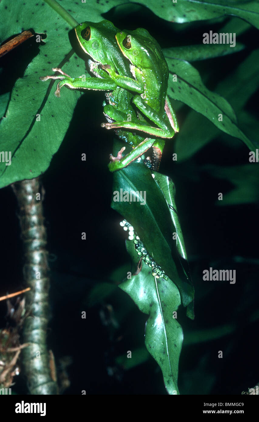 Trinidad leaf frog, Phyllomedusa trinitatus spawning, Arima, Trinidad Stock Photo