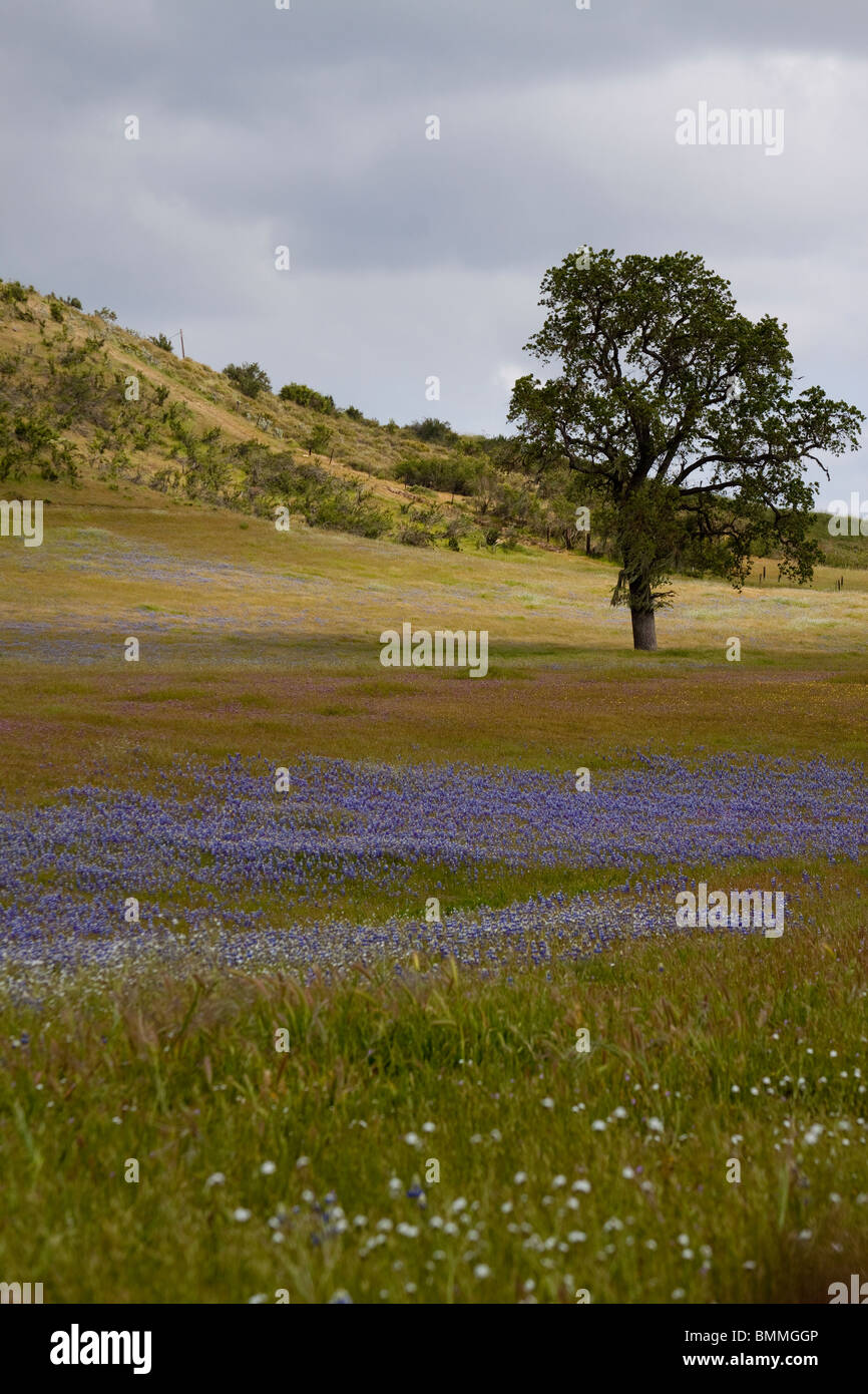 Colorful field of wildflowers with a California live oak tree in spring ...