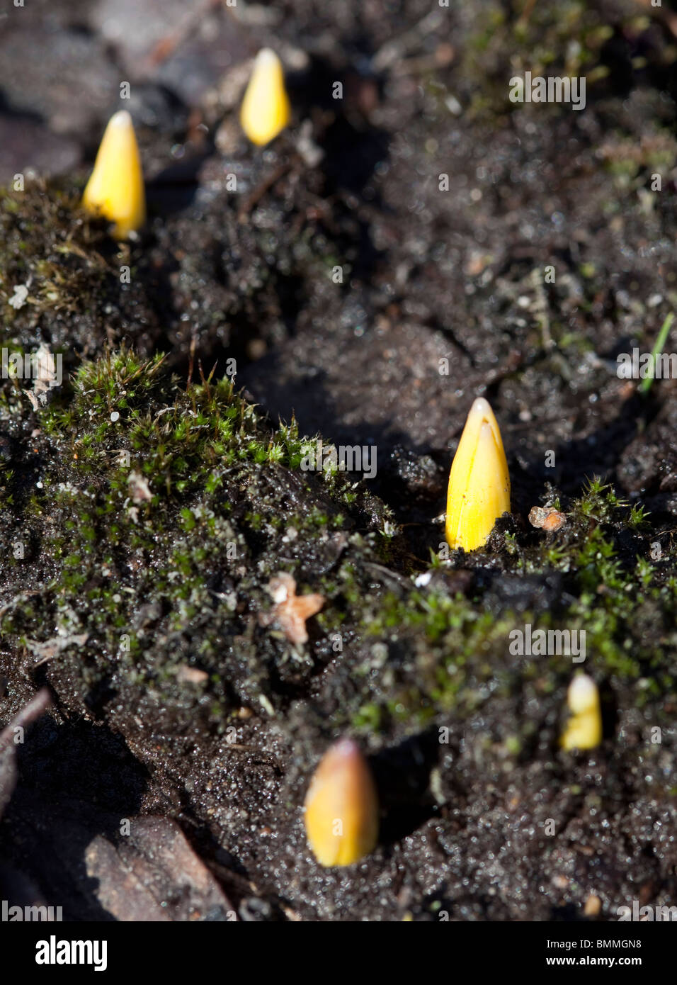 Plant emerging from seed hires stock photography and images Alamy