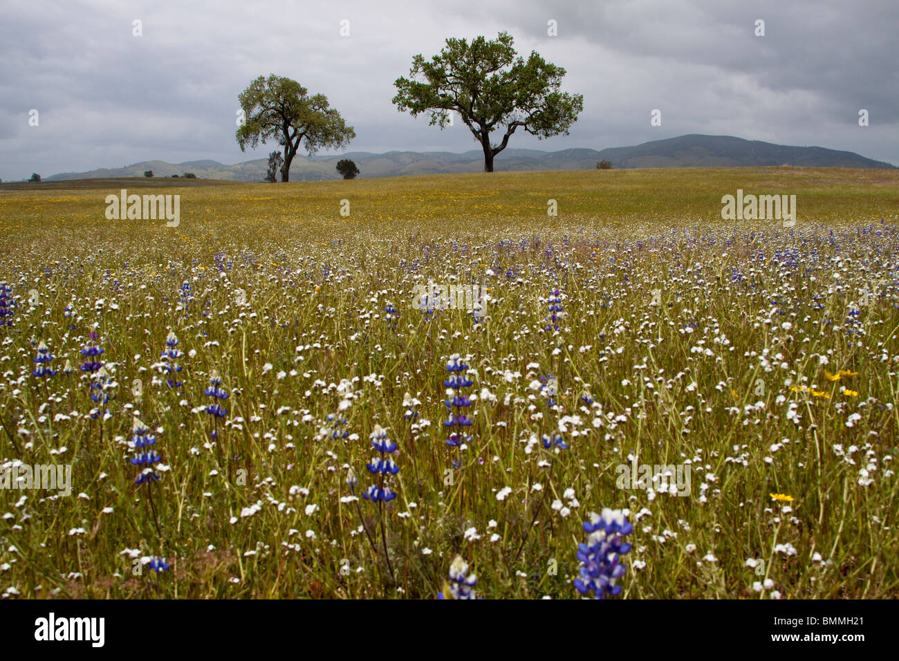 Wildflowers growing in a field with live oak trees Stock Photo Alamy