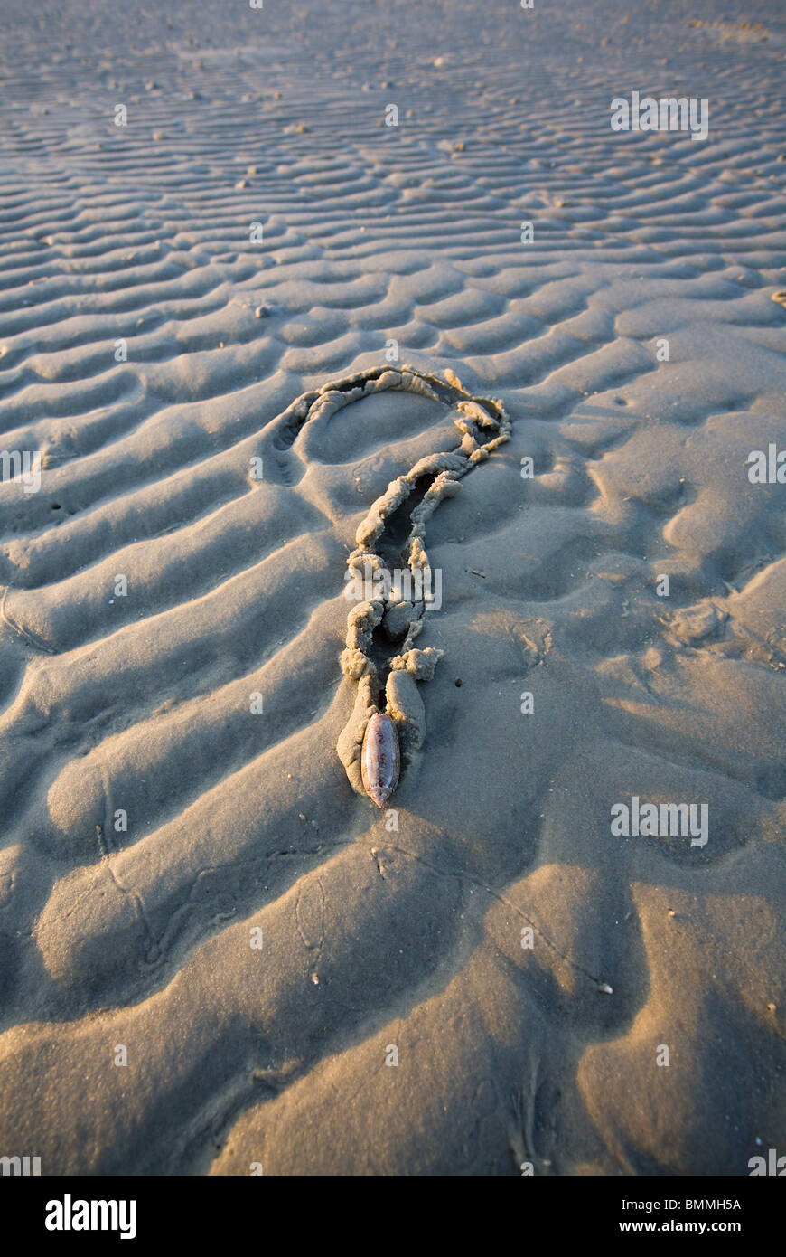 Lettered Olive Sea Snail that has made a Question Mark on a sand bar in the Gulf of Mexico Stock Photo