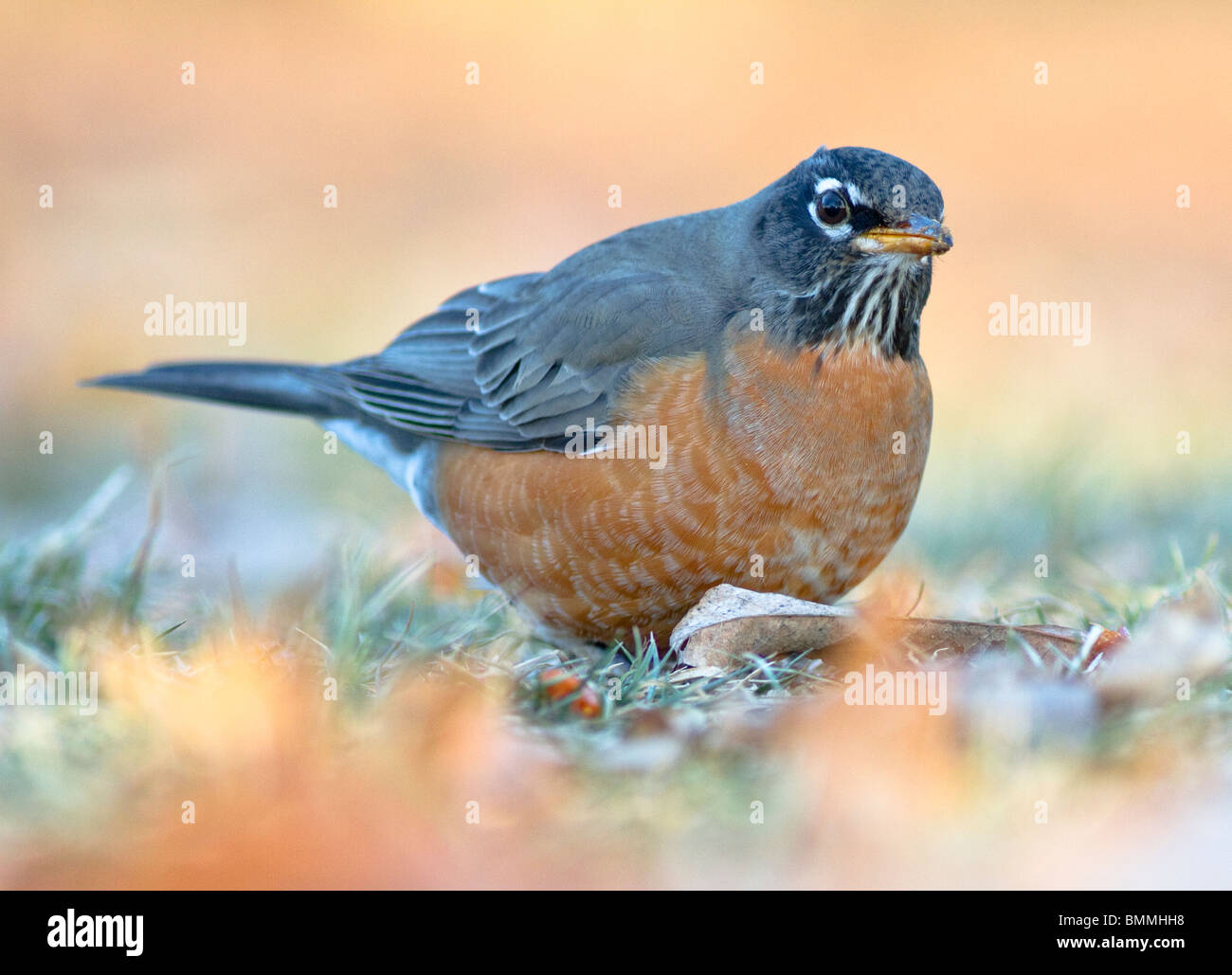 An American Robin looks up while foraging for food on the ground in the winter-time. Stock Photo