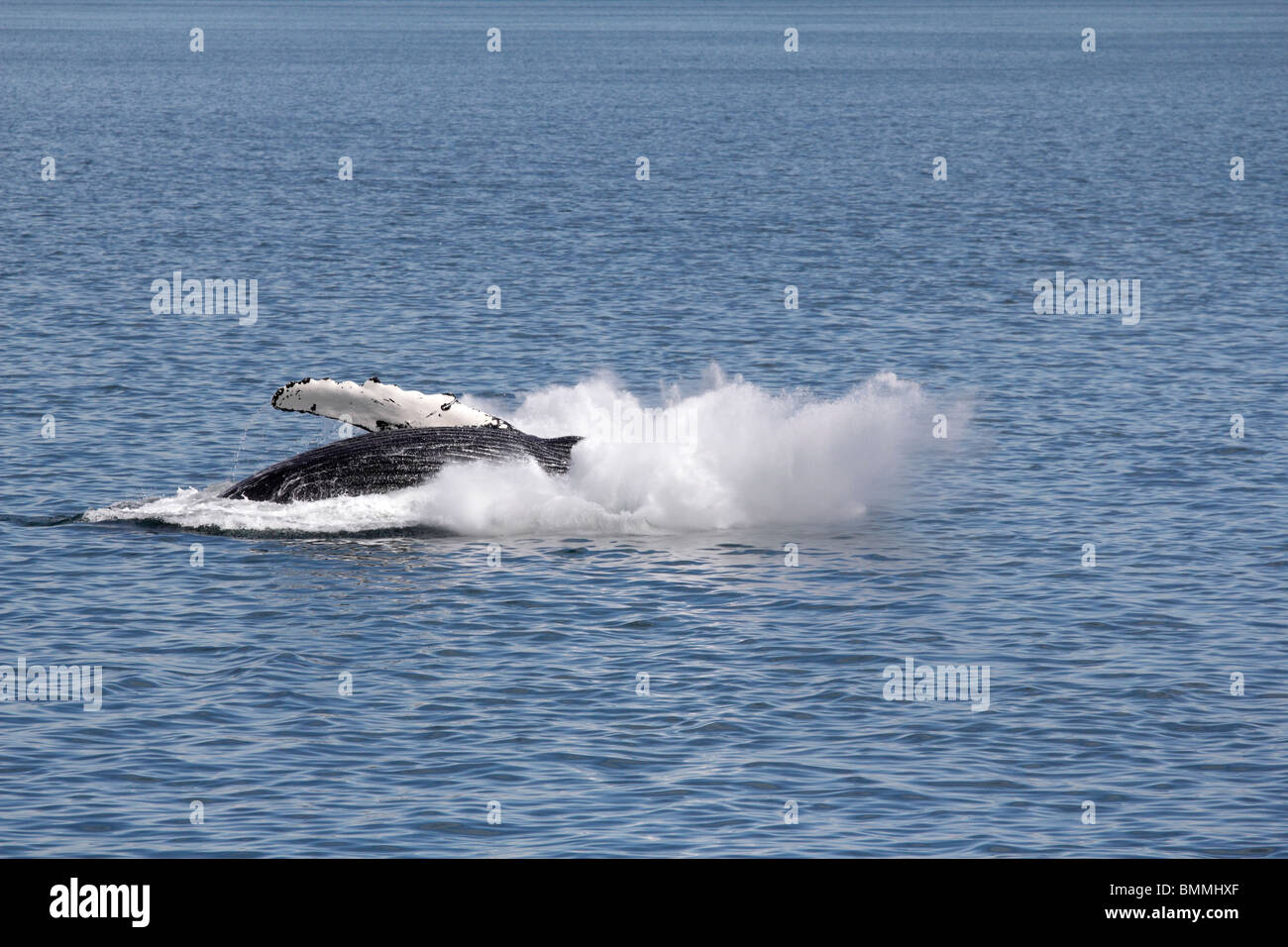 Humpback whale breaching off Icy Straits Point Alaska 5 Stock Photo