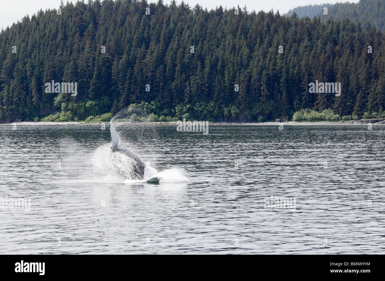 Humpback whale breaching off Icy Straits Point Alaska 6 Stock Photo