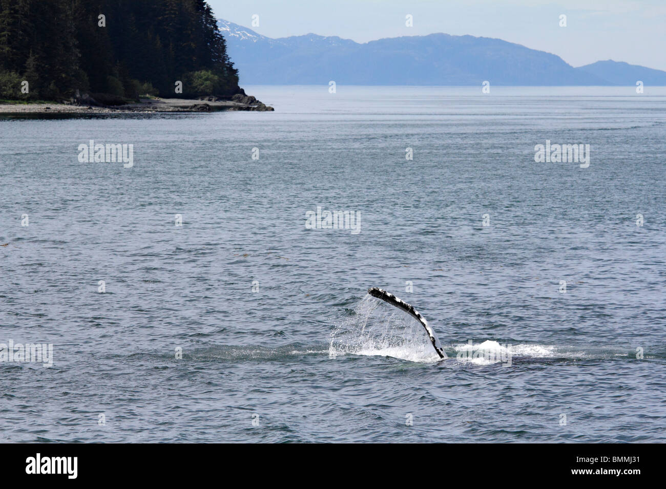 Whale blow hole hi-res stock photography and images - Alamy