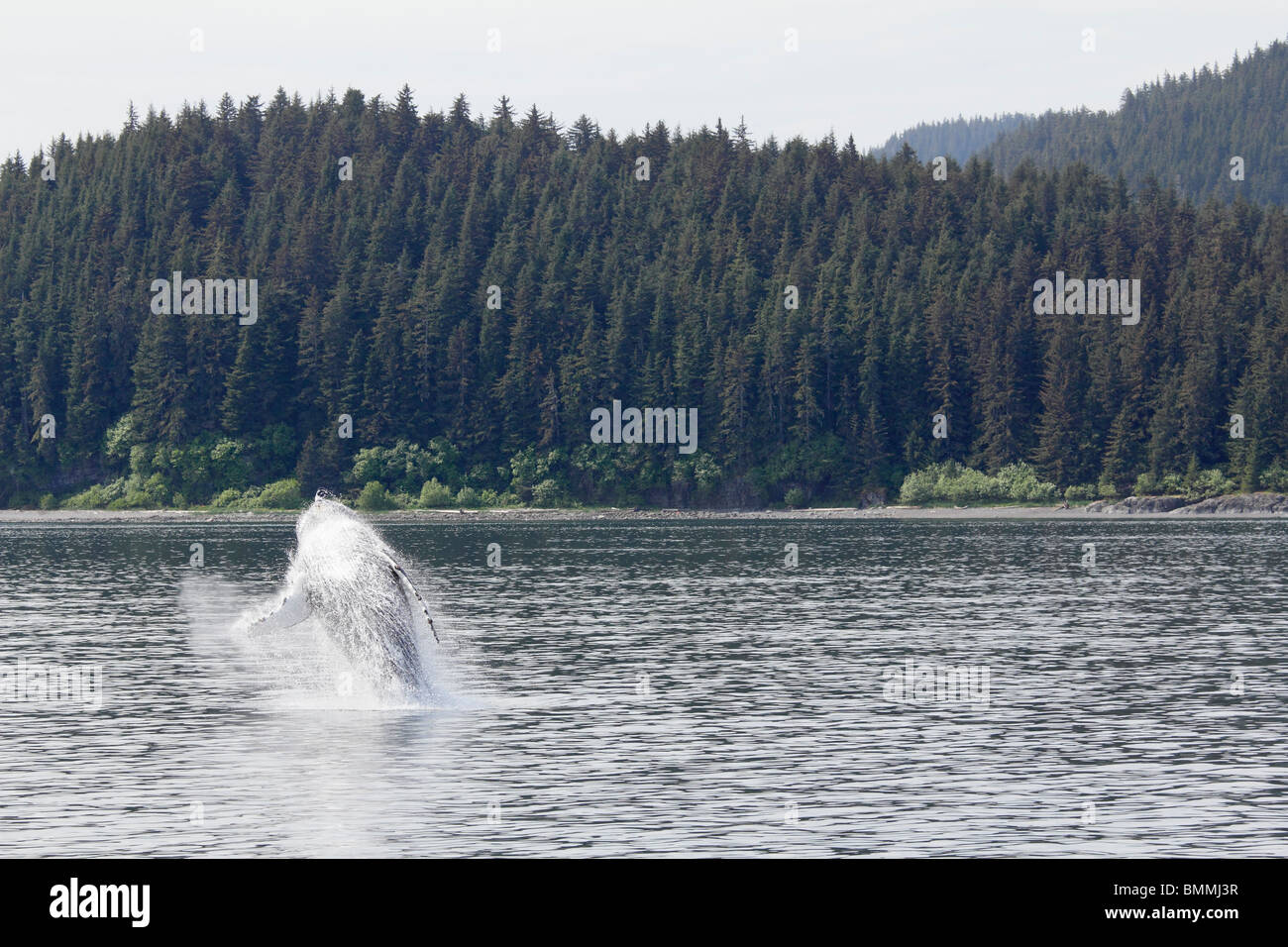 Humpback whale breaching off Icy Straits Point Alaska 7 Stock Photo