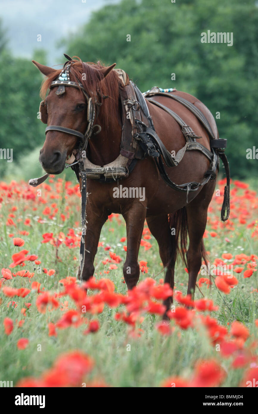 Domestic horse, equus caballus, single horse in poppy field, Bulgaria, May 2010 Stock Photo