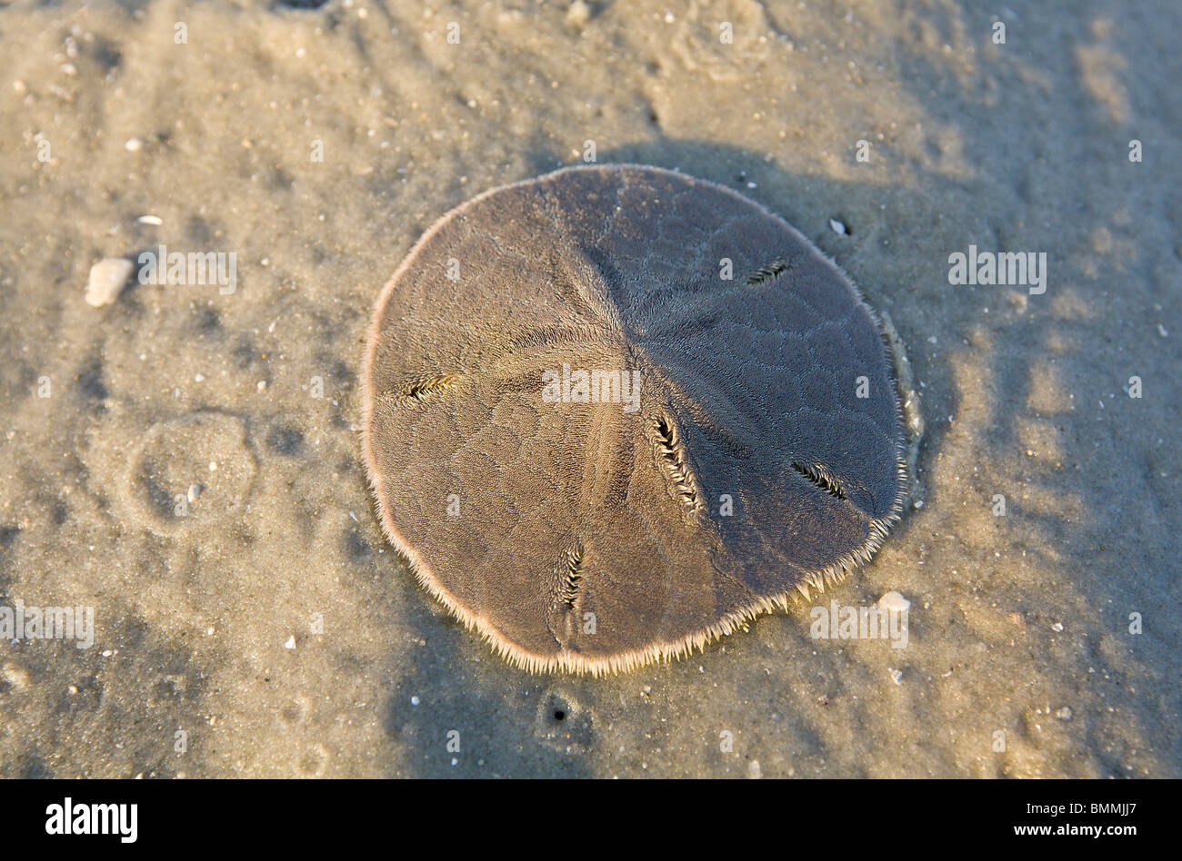 Sand Dollar sitting in a few inches of water in the Gulf of Mexico Stock Photo