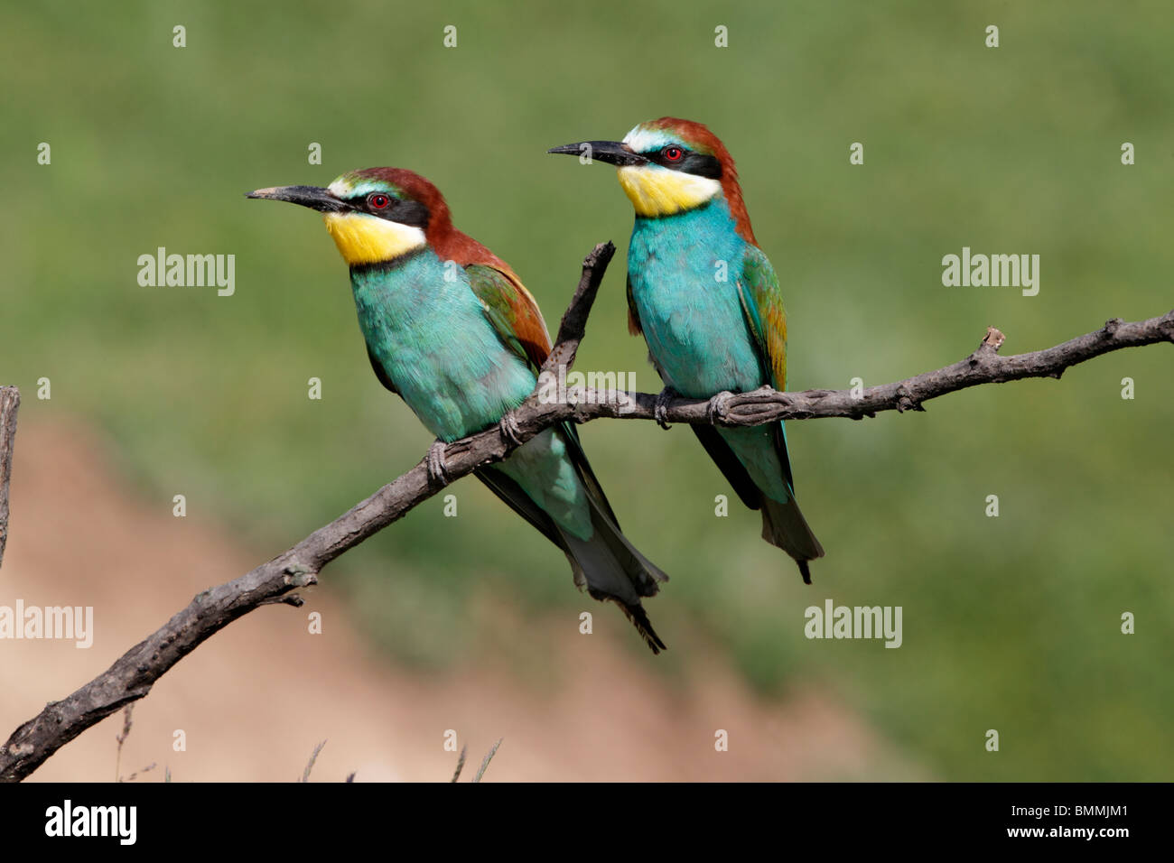 European bee-eater, Merops apiaster, two birds perched on branch, Bulgaria, May 2010 Stock Photo