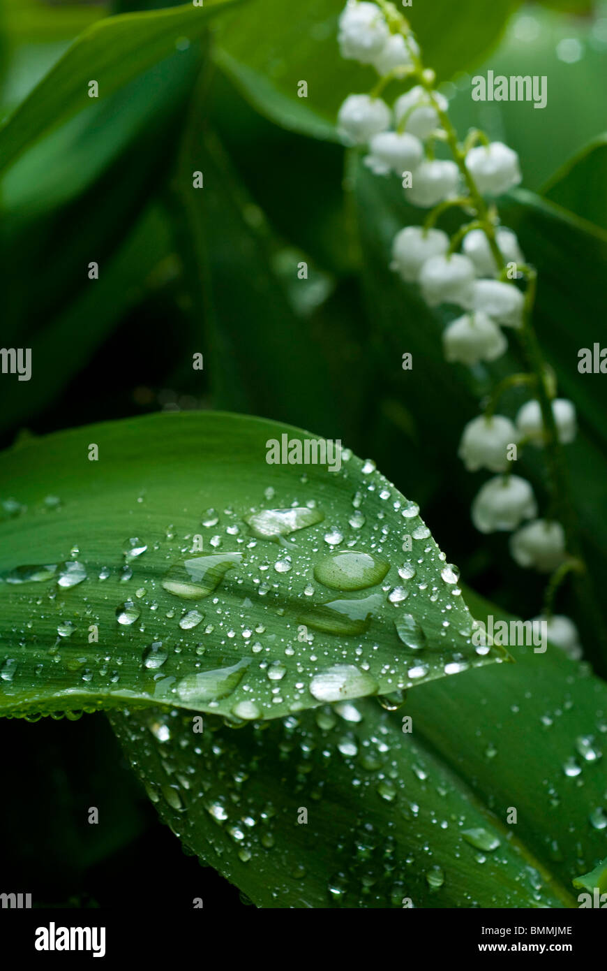 water drops on a lily of the valley Stock Photo - Alamy