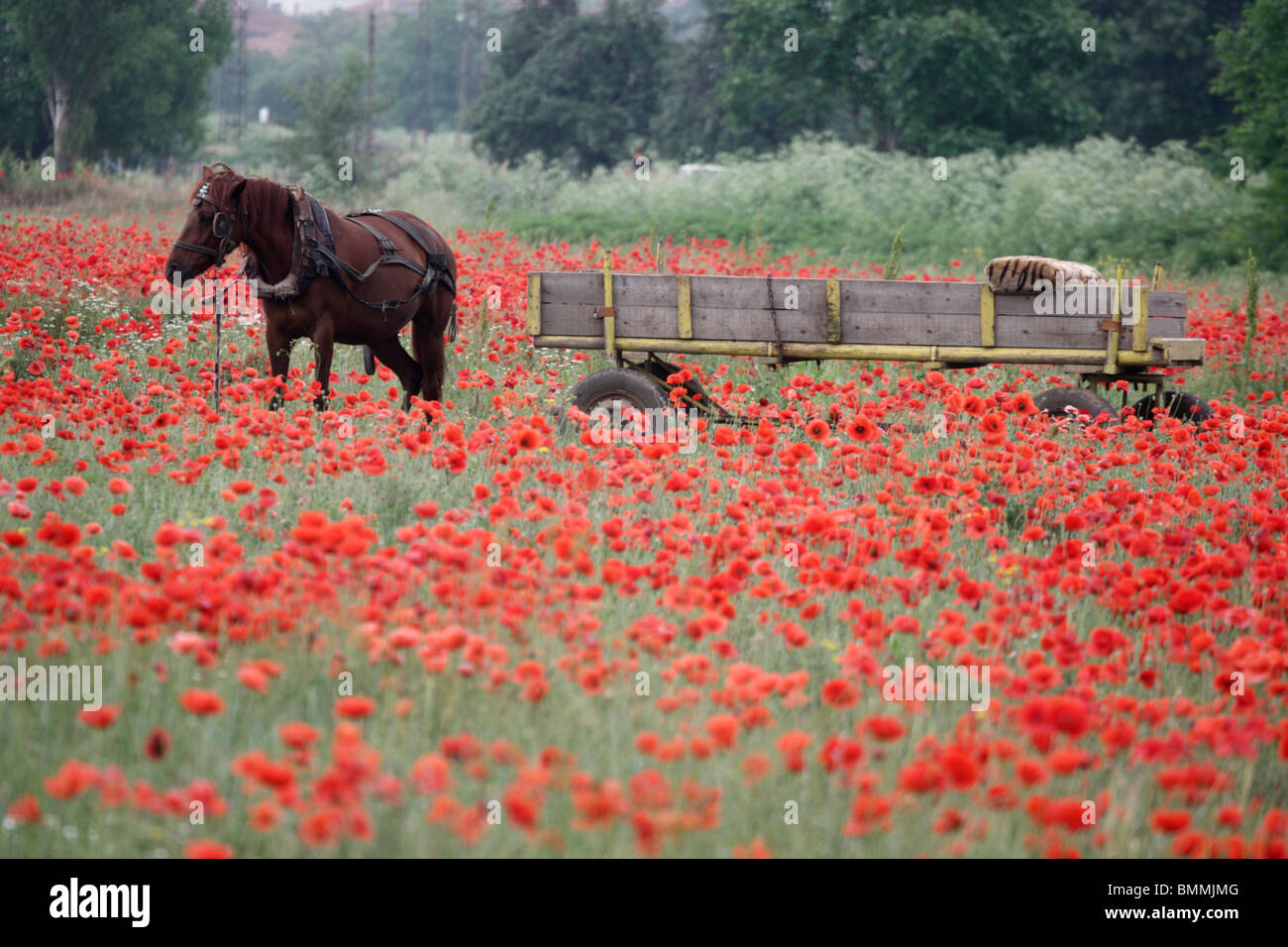 Domestic horse, equus caballus, single horse with cart in poppy field, Bulgaria, May 2010 Stock Photo