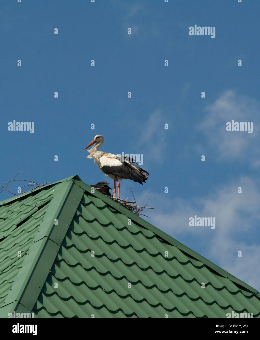 a stork on a roof Stock Photo