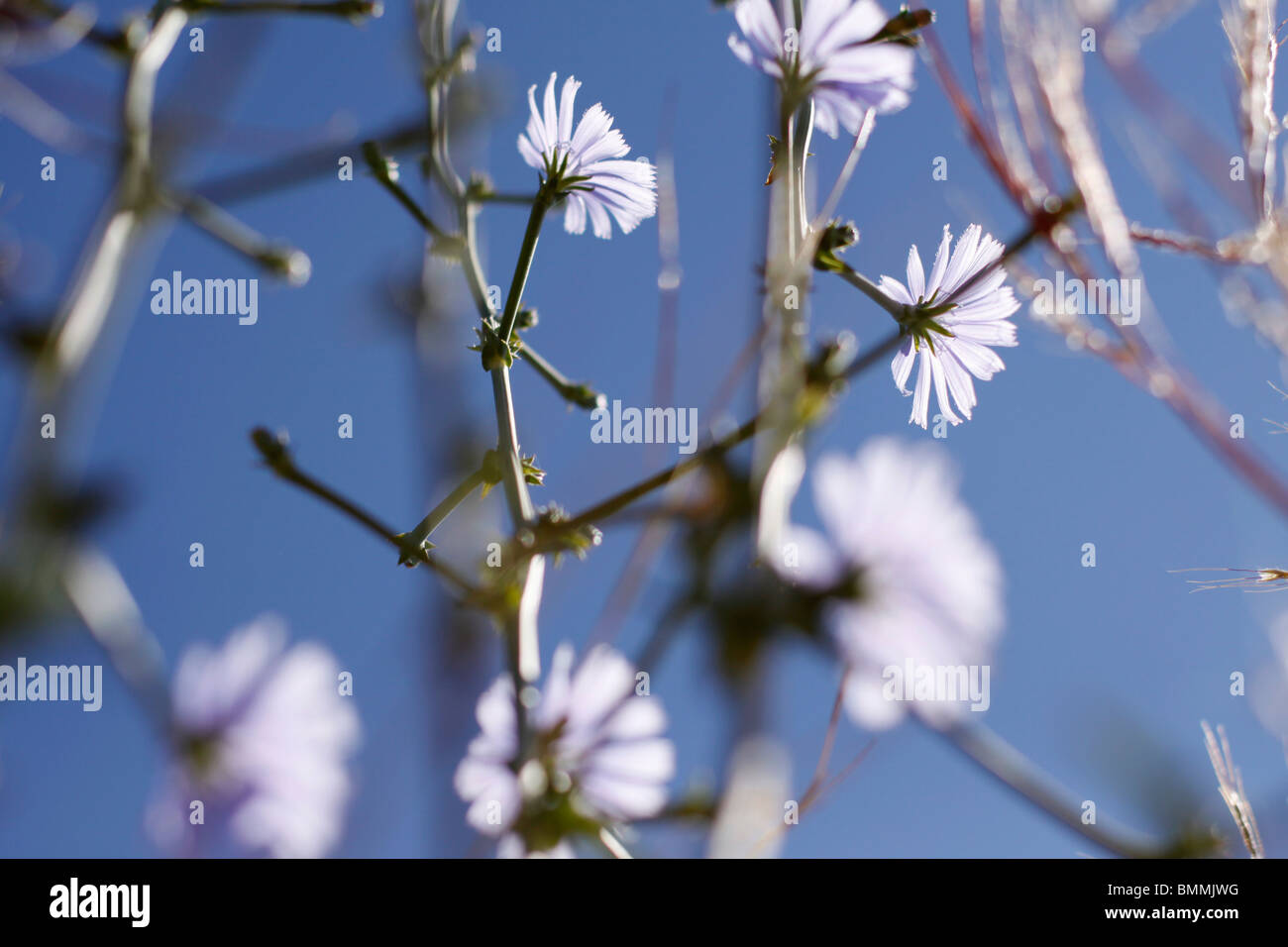 Low angle view of Chicory flowers (Cichorium intylius), Hobhouse, Eastern Cape Province, South Africa Stock Photo