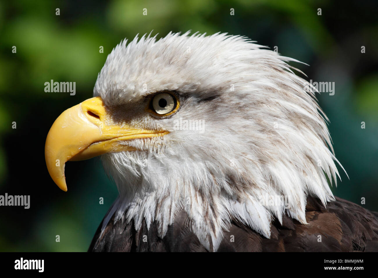 Magnificent Bald Eagle in Ketchikan, Alaska 8 Stock Photo