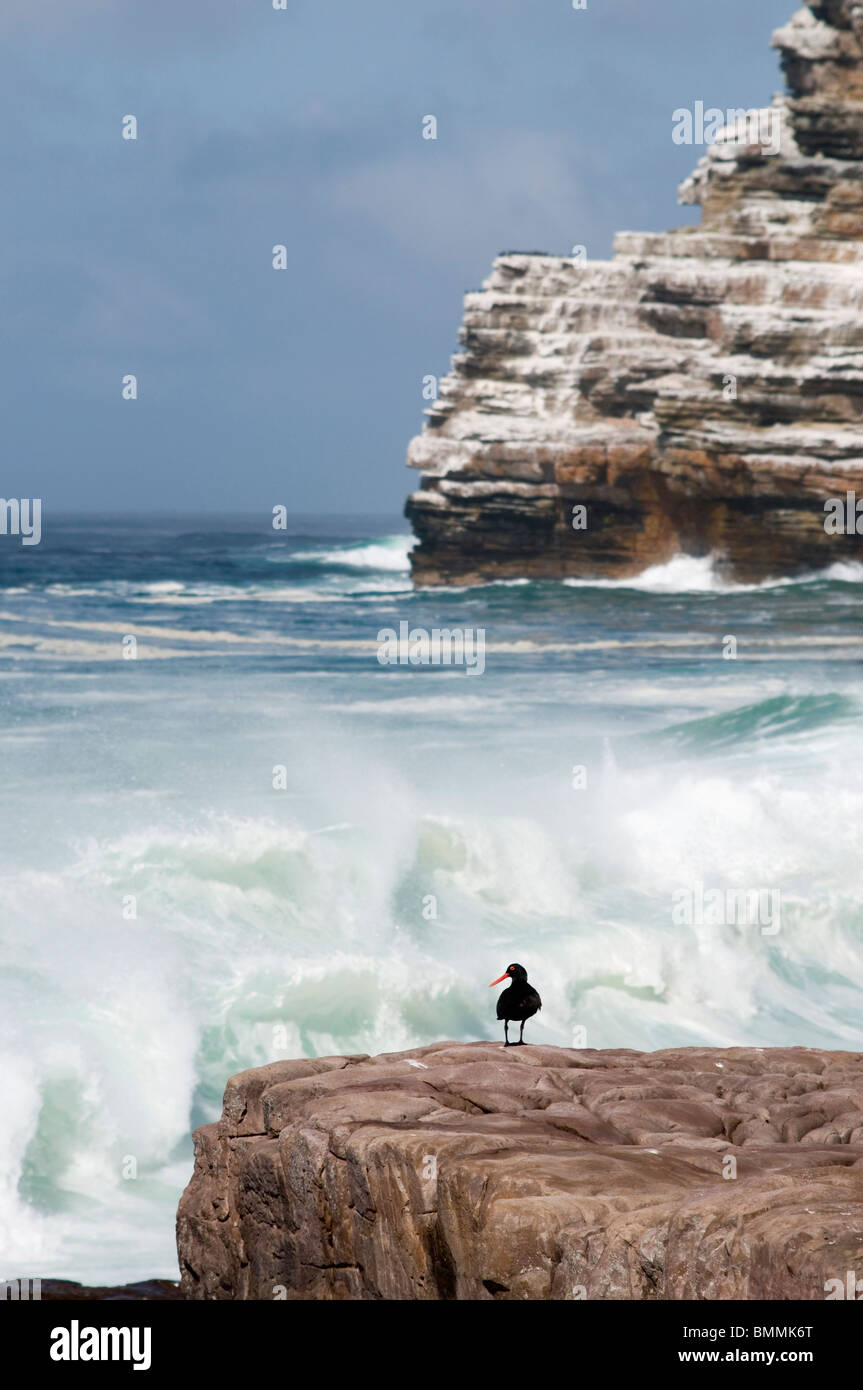 African Black Oystercatcher (Haematopus moquini) on rock Cape Point ...