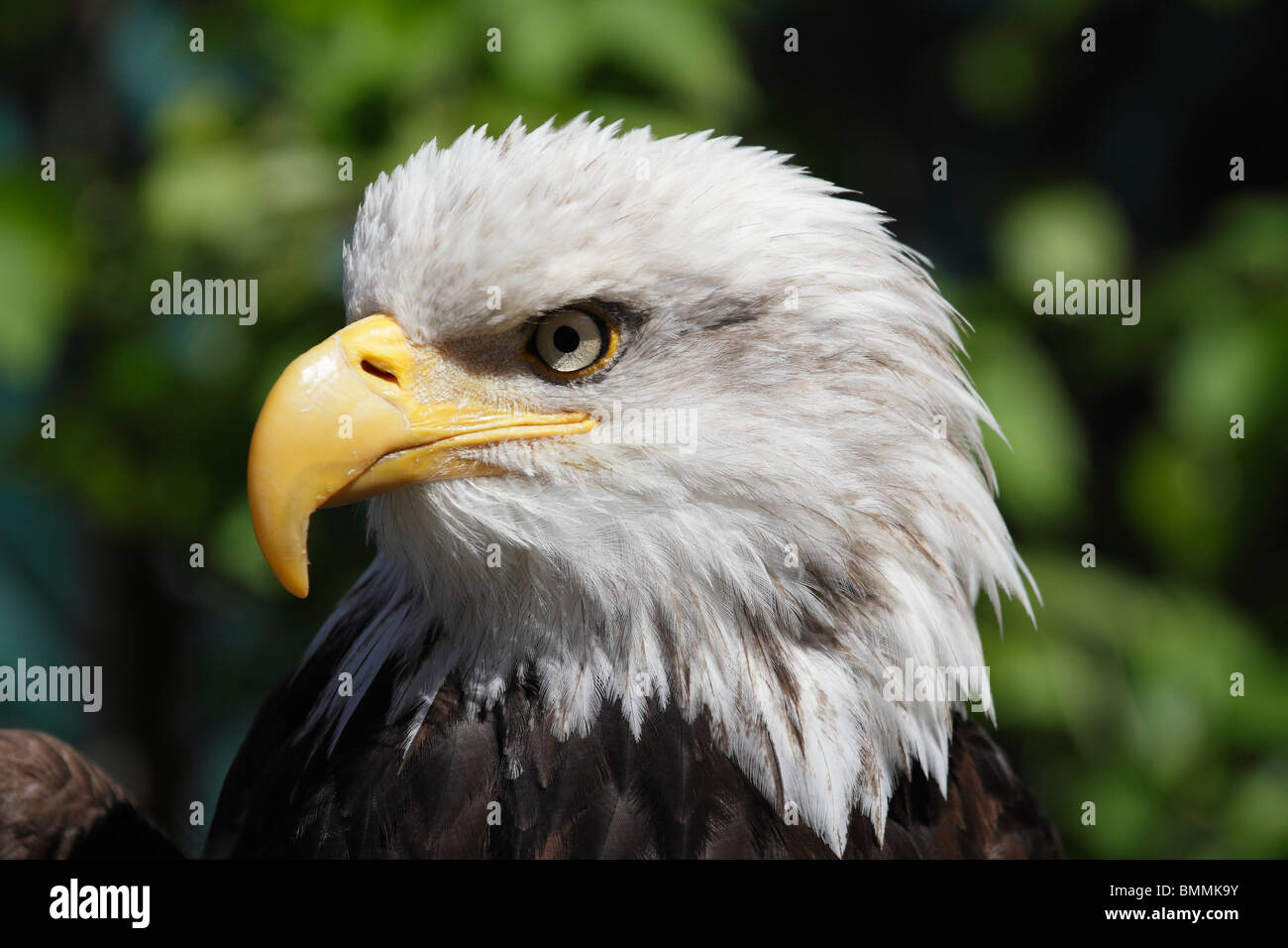 Magnificent Bald Eagle in Ketchikan, Alaska 9 Stock Photo