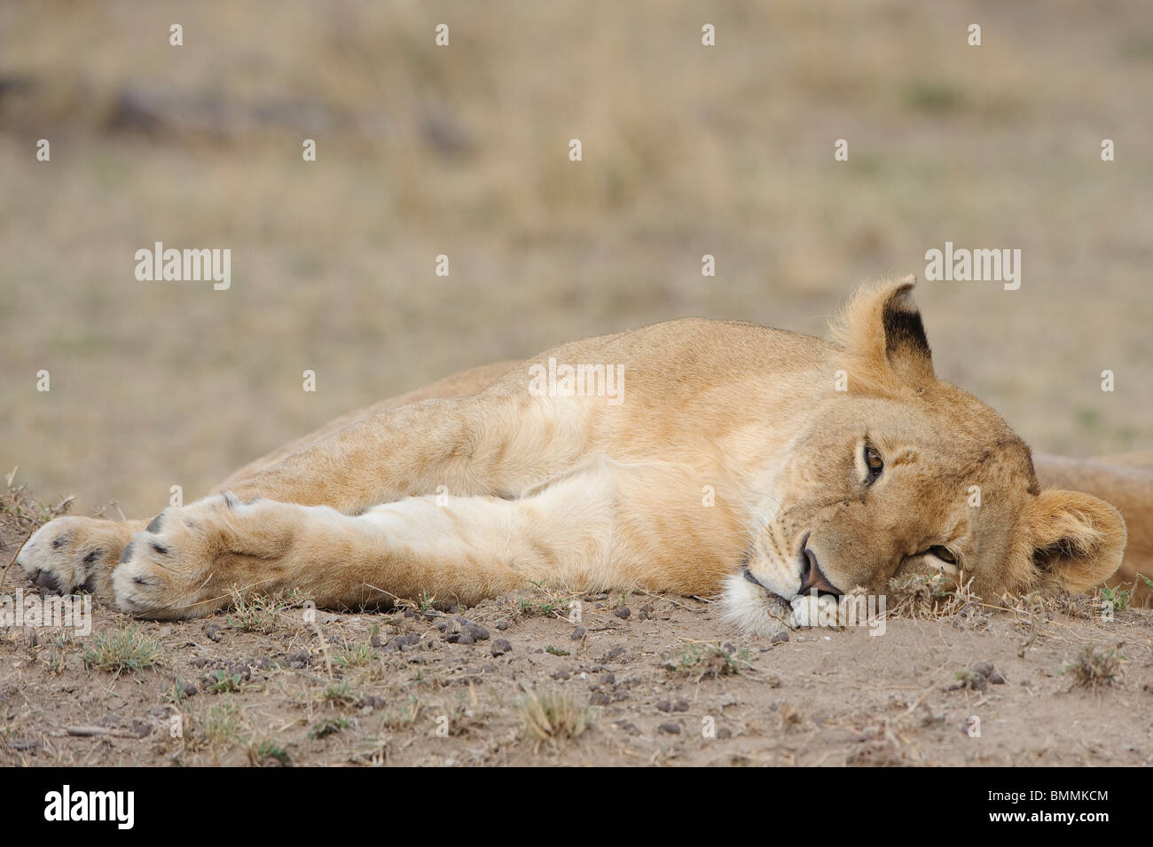 Masai mara game reserve lion hi-res stock photography and images - Alamy