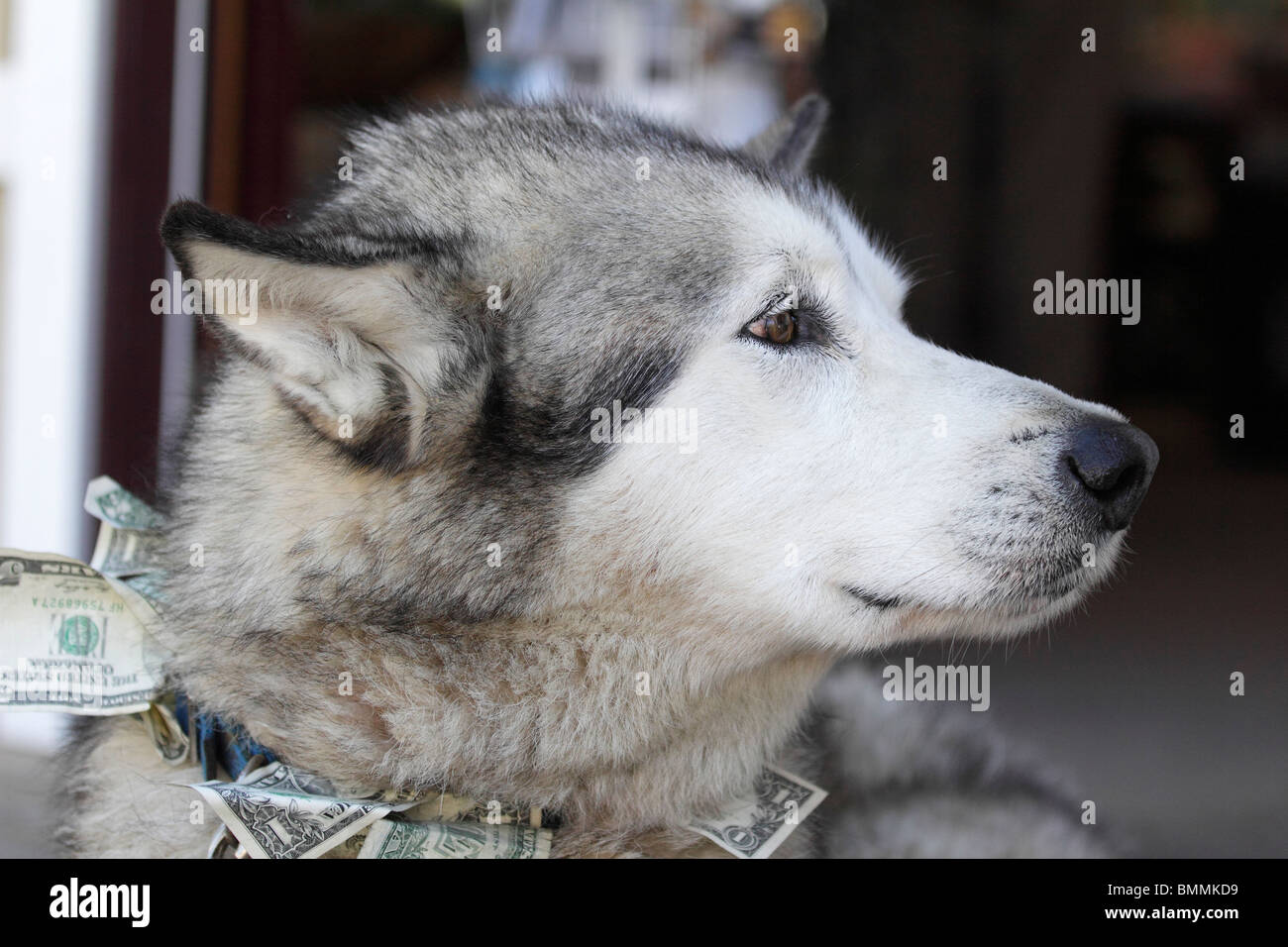 Money dog- sleepy old husky outside shop in Ketchikan, Alaska 1 Stock Photo
