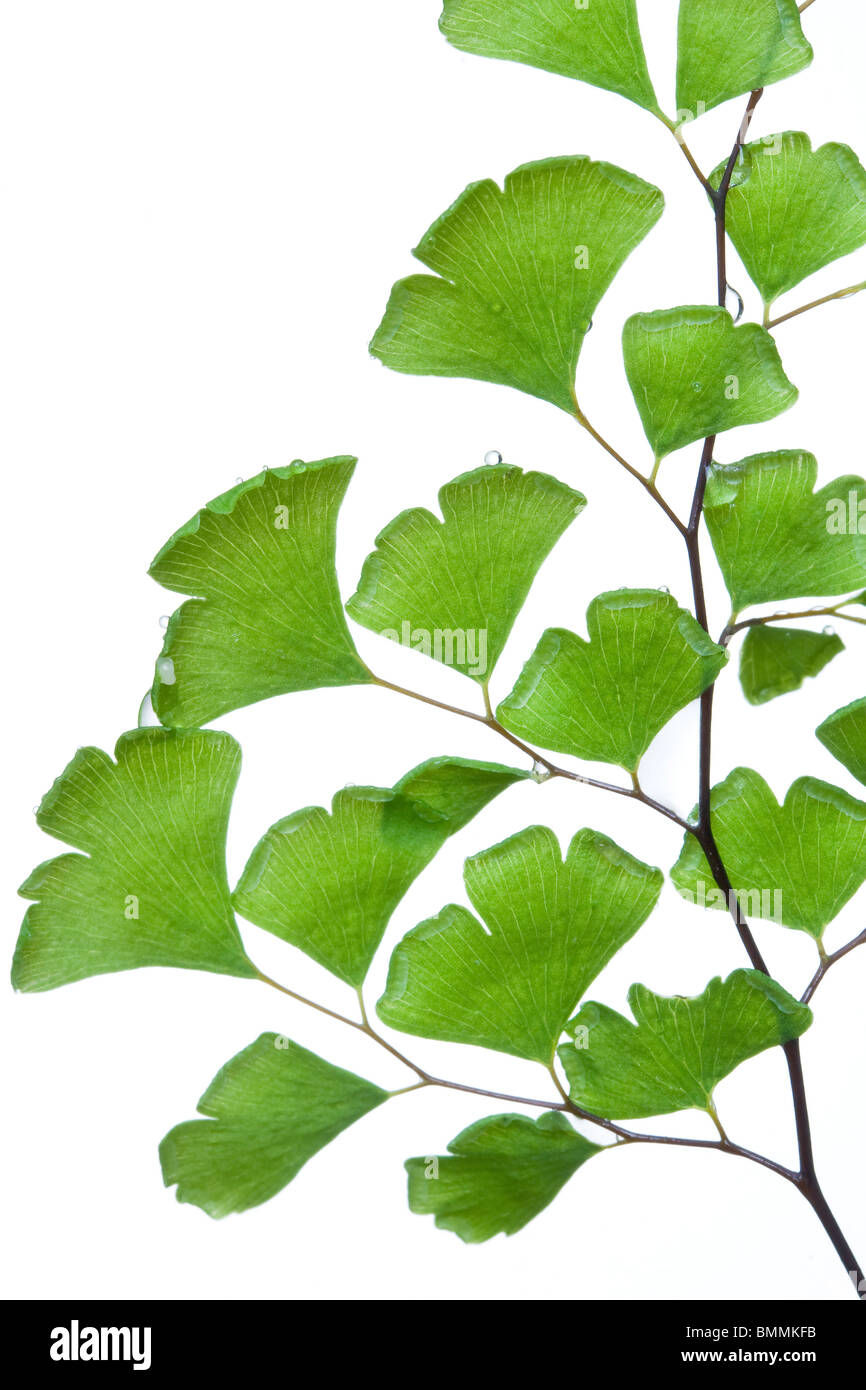 Maidenhair fern or Adiantum leaves over a white background Stock Photo