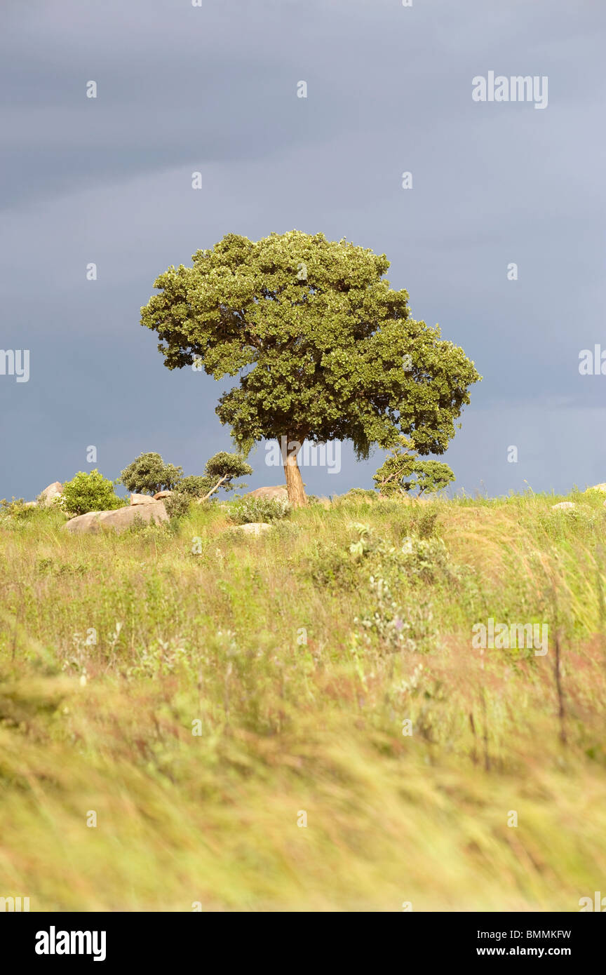 Tree in Haga Game Park, Harare, Zimbabwe Stock Photo