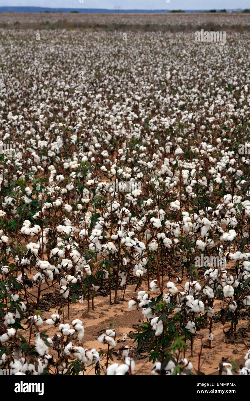 Cotton field, Texas Stock Photo