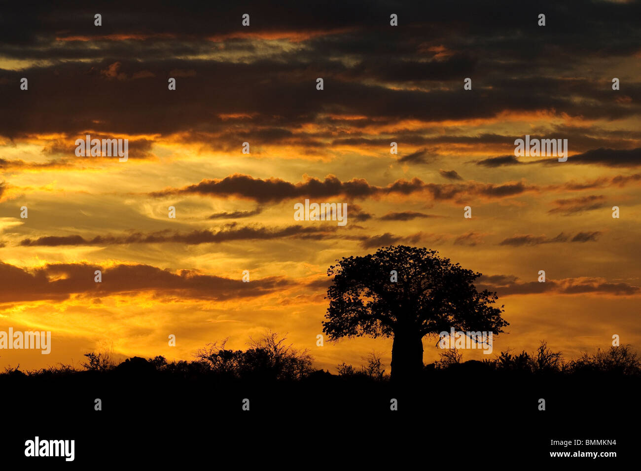 Silhouette of African Baobab (Adansonia digitata) tree at sunset, Mapungubwe Game Reserve, Limpopo Province, South Africa Stock Photo