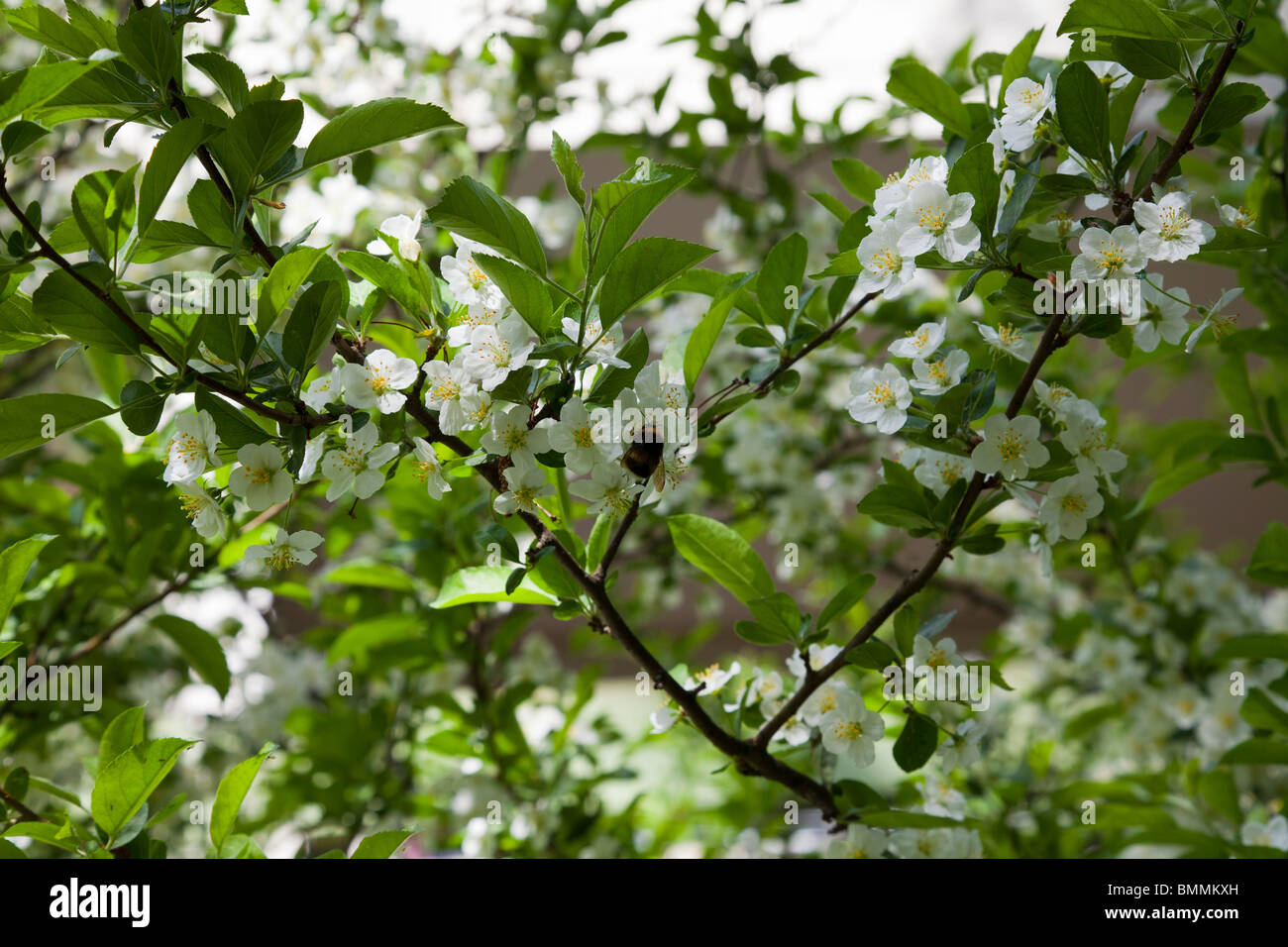 Blooming White Flowers Tree Branch Stock Photo Alamy