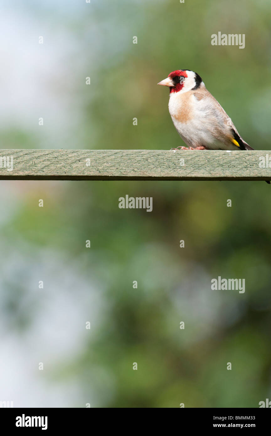 Goldfinch in an english garden. UK Stock Photo