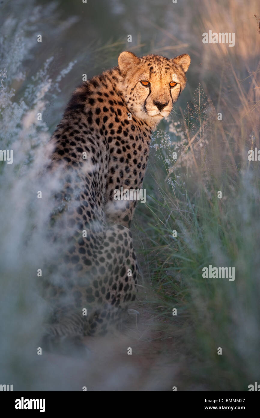 Cheetah (Acinonyx jubatus) portrait, Namibia Stock Photo