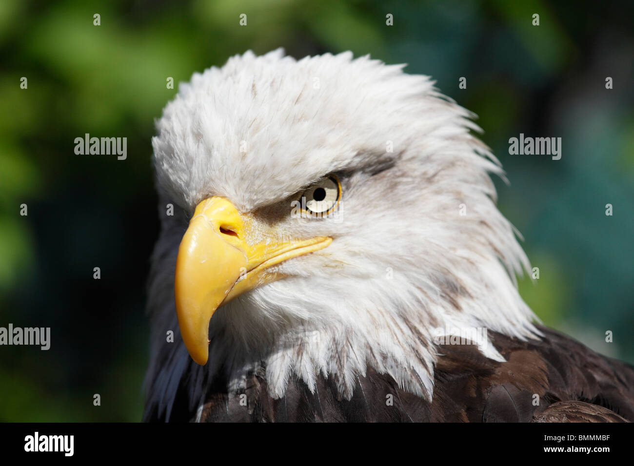 Magnificent Bald Eagle in Ketchikan, Alaska Stock Photo
