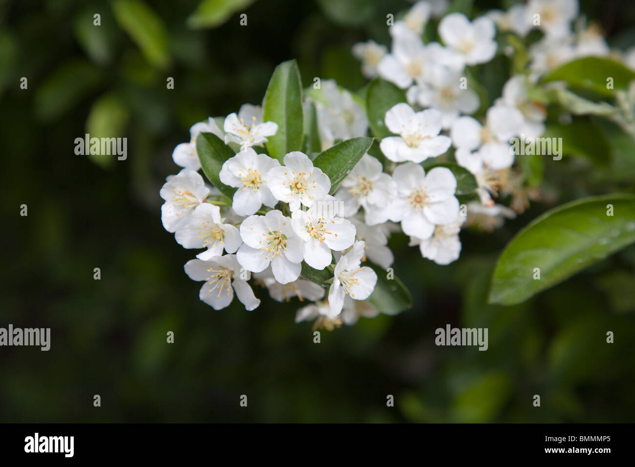Blooming White Flowers Tree Branch Stock Photo Alamy