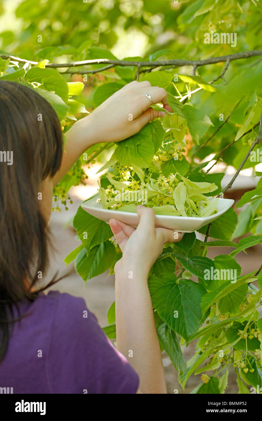 Collecting linden tree leaves Stock Photo Alamy
