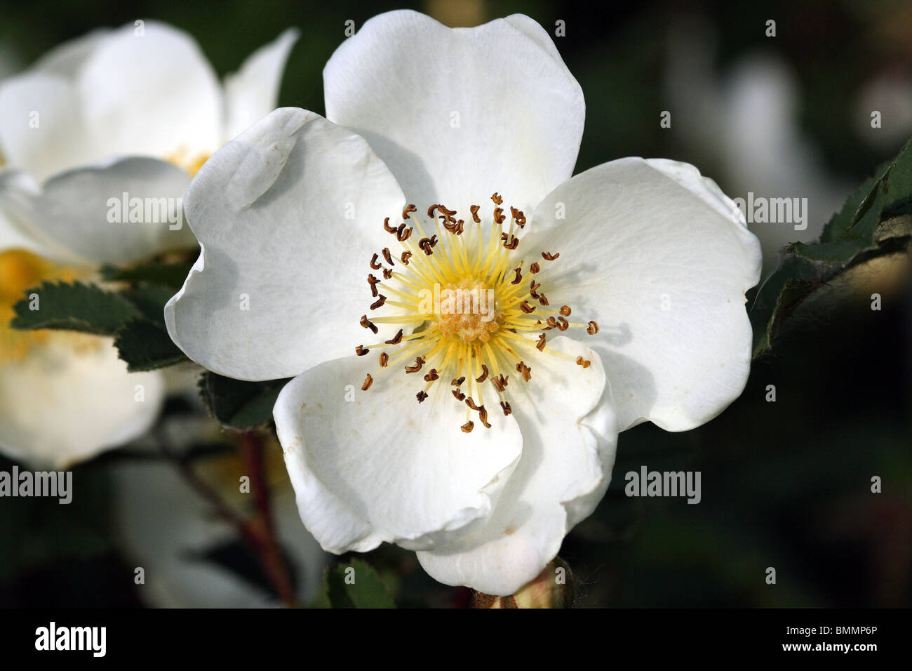 Burnet Rose Rosa pimpinellifolia Family Rosaceae Stock Photo