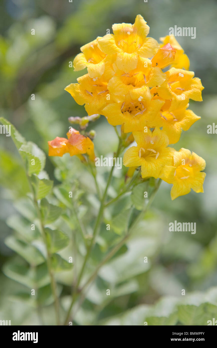 Ginger thomas flower hi-res stock photography and images - Alamy