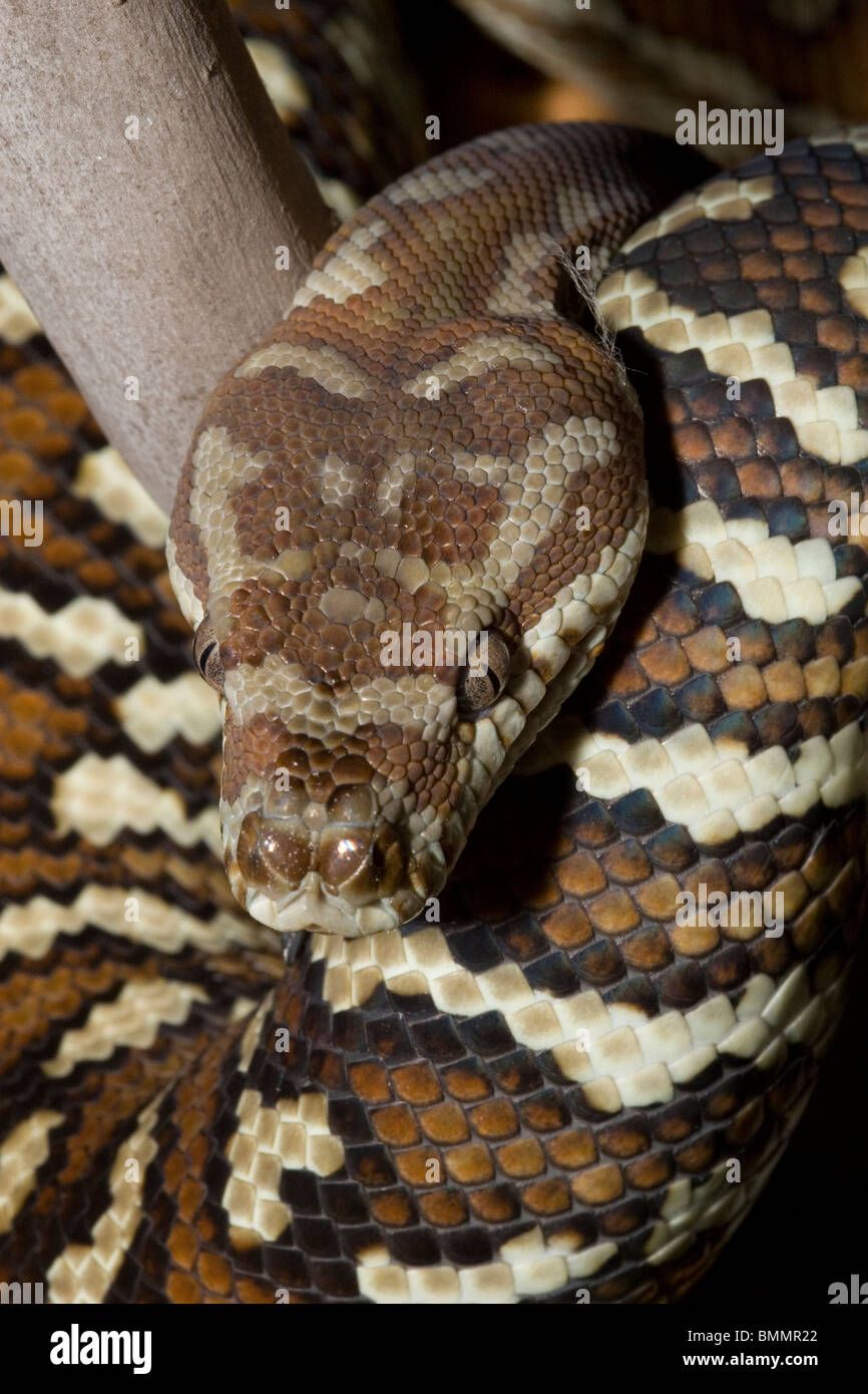 Morelia bredli hi-res stock photography and images - Alamy